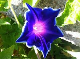 Image result for Ipomoea kituiensis