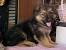 8 Week Old German Shepherd Size