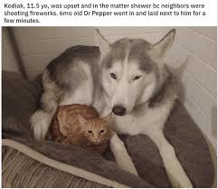 We purchased tlc dog food on the recommendation of a friend. 19 Times Cats Were Nice