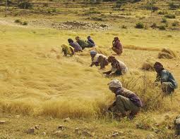 Image result for Digitaria appropinquata