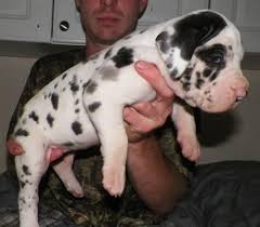 Great dane puppies for sale. Great Dane Puppy For Sale In Florida Petswall