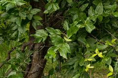 Image result for Strychnos mellodora