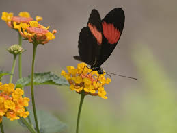 You will learn how to interpret the messages it is trying to convey. Get To Know The Symbolism And Meaning Of A Black Butterfly Mysticurious