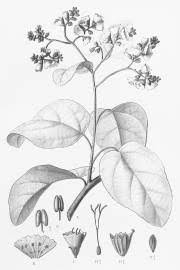 Image result for Cordia millenii