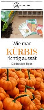 Kurbis Anpflanzen Pflegen Und Ernten Plantura Kurbis Anpflanzen Kurbis Pflanzen Gartentipps