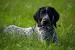 Wirehaired German Shorthaired Pointer