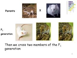 In this particular cross, half of the gametes will have the dominant (s) allele, and half will have the recessive (s) allele. Monohybrid Crosses Ppt Download
