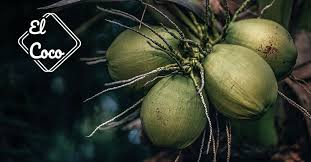 Image result for Cocos