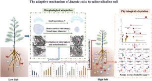 Image result for Suaeda sp. B