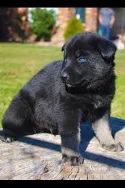 Black And White German Shepherd With Blue Eyes Pin By Rosa Pastrana Saucedo On Dogs Blue German Shepherd German Shepherd Breeds Shepherd Dog Breeds
