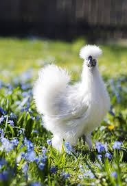 The Silkie Chicken A Beginner S Guide To Raising Silkies The Kitchen Magpie Farm Silkie chickens are one of the more interesting chicken breeds to look at.