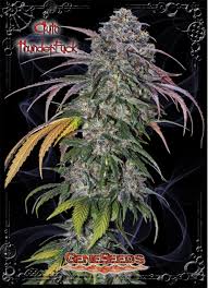We conduct our business honestly with integrity. Auto Thunderfuck Von Geneseeds Bank Cannabis Sorten Infos