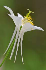 Pin On Columbine