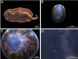 Image result for Aeschynomene glauca