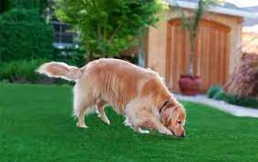 Artificial Grass For Dogs Guide Recommendations 2021 Artificialgreens Org