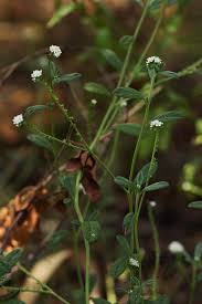 Image result for Euploca ovalifolia