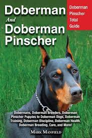 Where to find doberman pinscher puppies for sale. Buy Doberman And Doberman Pinscher Doberman Pinscher Complete Guide Puppies Training Adults Discipline Health Breeders Care More Book Online At Low Prices In India Doberman And Doberman Pinscher Doberman Pinscher