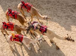 Camel race track 117 km. Aflaj And Camel Racing In Uae Now Included As A Unesco Cultural Heritage Uae Gulf News