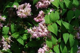 Image result for Deutzia