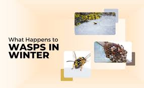 How Do Wasps Reproduce? Do They Lay Eggs? | Best Bee Brothers