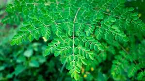 Image result for Moringaceae