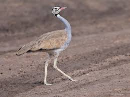 Image result for Sartidia angolensis