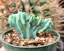 Image result for Myrtillocactus geometrizans