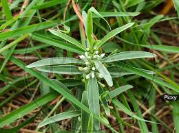 Image result for Enicostema axillare