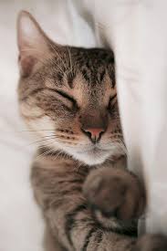 What Do Cat Sleeping Positions Behaviors And Patterns Mean Cattime Cat Sleeping Positions Cute Cats Cat Sleeping