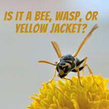 In addition, wasps often sting people while pumping honey. Bee Wasp Or Yellow Jacket Dengarden