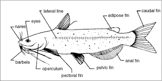 Channel Catfish Life History And Biology The Fish Site