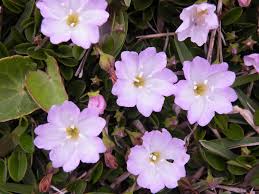 Image result for Falkia