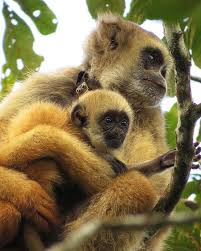 Image result for Micractis bojeri