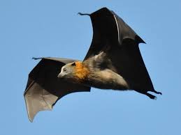 Birds On The Bat Forum Andersen S Flying Fox Pteropus Intermedius Google Search Bat Flying Australian Native Animals Fruit Bat