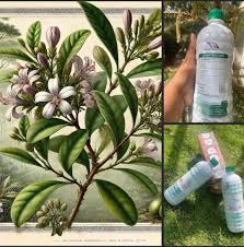 Image result for Carpolobia