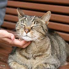They're marking you as their buddy. Curious Kids How Can You Tell If Your Cat Is Happy And Likes You