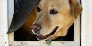 We did not find results for: Install A Doggie Door In Your Storm Door Glass Doctor