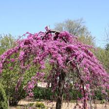 Easy to grow and care for they i am after a tree like this, but would like it to be a fuller shape (hope this makes sense). Deciduous Tree Lavender Twist Weeping Redbud Naturehills