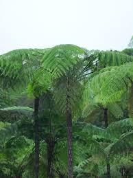 Image result for Cyatheaceae