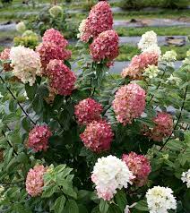 It should perform well in protected sites. Growing Hardy Hydrangeas In Northern Canadian Gardens