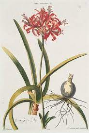 Botanical Guernsey Lily George Dionysius Ehret 1768 86 Botanical Art Prints Flower Art Botanical Art