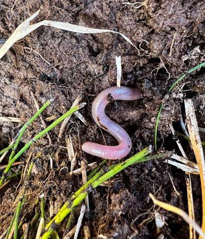 I had no idea some earthworms can live up to 10 years! That is all. End of  story because that's. Amazing. #earthworm #italy #earth