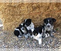 Browse thru thousands of border collie dogs for adoption near colorado springs, colorado, usa area , listed by dog rescue organizations and individuals, to find your match. View Ad Australian Cattle Dog Border Collie Mix Puppy For Sale Near Colorado Alamosa Usa Adn 217880