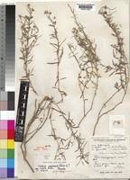 Image result for Vahlia dichotoma