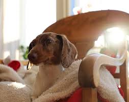 Euthanasia, quality of life, hospice, pain management,. In Home Pet Euthanasia In Queens Ny Homeheart Veterinary End Of Life Care