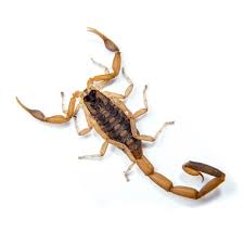Image result for Scorpion