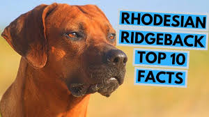 Height (to base of neck): Rhodesian Ridgeback Top 10 Interesting Facts Youtube