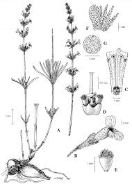 Image result for Rytigynia sp. M