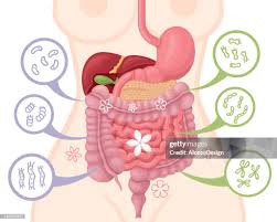 Probiotics And Prebiotics Benefits Intestinal Flora Gut Health Vector  Concept With Bacteria And Probiotics High-Res Vector Graphic - Getty Images