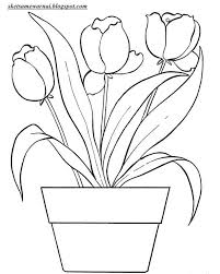 Tulip berasal dari asia tengah yang tumbuh liar di kawasan pegunungan pamir. Sketsa Mewarnai Gambar Bunga Tulip Sketsa Mewarnai